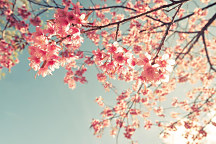 Obraz Jabloňové kvety 1395